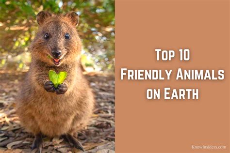 what is the most friendly wild animal